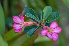 The flowers become pollinated by sunbirds, with the pollen resting on the feet of the birds when they perch upon the plant. Premium Photo Selective Focus Pink And White Adenium Obesum Flower In A Garden Common Names Include Sabi Star Kudu Mock Azalea Impala Lily And Desert Rose