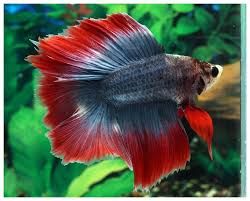 Dt256 Male Gundam By Thanont Betta Fish Betta Fish Care Betta
