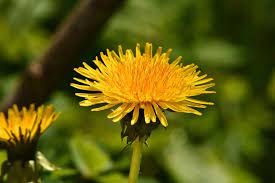 We did not find results for: Tarassaco O Cicoria Selvatica Depurarsi Con Gusto In Modo Naturale