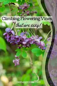 Good found to flowering vines for trellis nice price and more discount on sale. Climbing Flowering Vines Perennials Fast Shade Trellis Sun Plant Guide Beesandroses Com