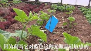 农民种地 地里挂上蓝纸片 为啥不生虫 付老师种植技术团队 youtube plants
