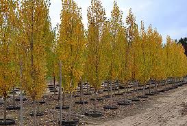 ©2021 cummins nursery | 1408 trumansburg road,. Wholesale Nursery Plants Evergreen Nursery For Sale