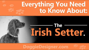 The Irish Setter A Complete Guide Doggie Designer