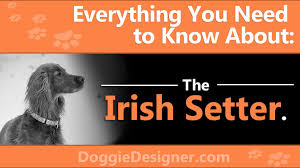 the irish setter a complete guide doggie designer