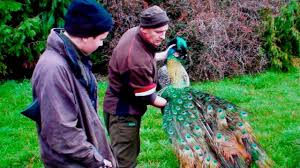 8.75 to 13 lbs (4 to 6 kg) group. Peacock Shooting In New Zealand Youtube