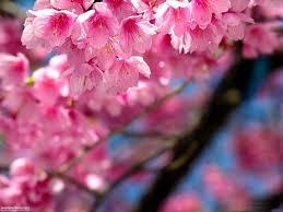 Immagini fiori per desktop nd13263.blogspot.com per pc desktop bellissime foto fiori immagini di fiori rose ninfee tulipani gratis per sfondi desktop sfondi fiori: Foto Primavera Per Sfondi Desktop Settemuse It Fiori Rosa Sfondi Alberi In Fiore