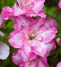 Скачайте стоковое фото pink and white azalea. Pink And White Azaleas In April Beautiful Flowers Azaleas Flowers