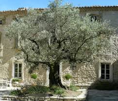 The Olive Tree In Front Of La Ferme St Michel A Farm Built In The Xvith C That S Now A Special Bed And Breakfast In P Maison D Hotes Champs De Lavande