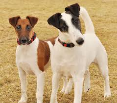 Fox Terrier (Smooth) Adoption in Oklahoma: Fox Terrier (Smooth) Puppies for  Sale in Oklahoma