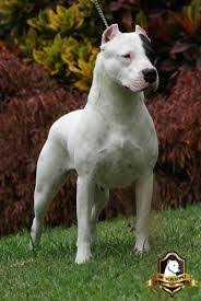 Pin En Pitbull