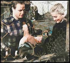 On The Waterfront: feral cats & pigeons drive 1954 Brando film classic -  Animals 24-7