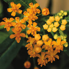Image result for Asclepias curassavica