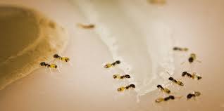 We did not find results for: Ants Can Tell You A Lot About The Health Of Ecosystems Ensia