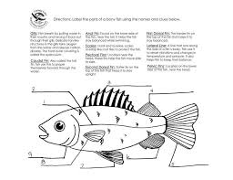 17 Label Fish Worksheet For Preschool In 2020 Fish Anatomy Preschool Charts Fish Activities