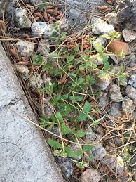 Image result for Euphorbia ophthalmica