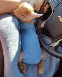 Baby Goat Baby Goats Cute Baby Animals Cute Goats