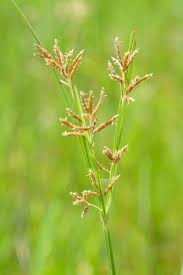 Image result for Cyperus latifolius