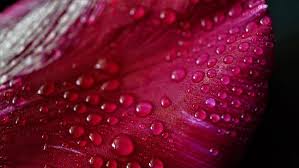 5 000 Beautiful Pink Backgrounds For Free Hd Pixabay Published by october 24, 2019. https creativecommons org licenses publicdomain