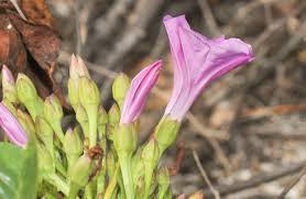 Image result for Ipomoea dichroa