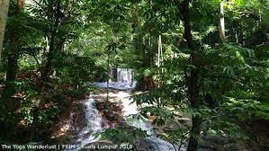 As you enter frim, you will be amazed by the arboretums or living museum of trees. Easy Jungle Trekking Frim Forest Research Institute Malaysia The Yoga Wanderlust