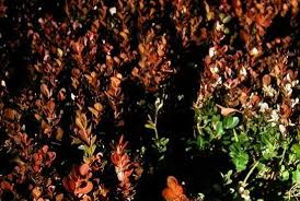 Winter protection may be necessary, especially. Reddish Brown Boxwood Leaves Likely Caused By Winter Caes Newswire