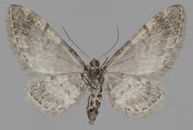 Image result for Eupithecia lanceata