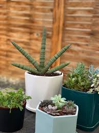 Here's five reasons why you should buy your plants and trees from a local denver nursery! Nick S Garden Center Farm Market Gift Cards And Gift Certificates Aurora Co Giftrocket