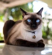 (siamese have just four.) petmd puts the colorpoint shorthair on its short list of hypoallergenic cat breeds. Siamese Kittens For Sale Adoptapet Com