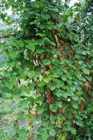 Image result for Momordica foetida