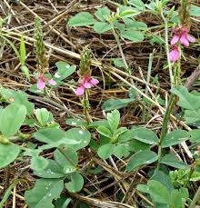Image result for Indigofera schimperi