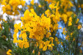 How To Grow And Care For Broom Plants
