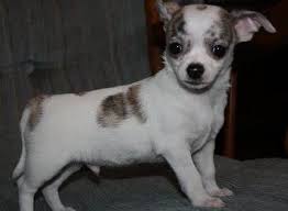 Interested in purchasing a chiweenie puppy in april. The Craigslist Puppy Scam Misskatiekat