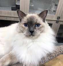 Budget cat hotel in melbourne that provides your cat a pleasant stay. The Cat Hotel In Mount Waverley High Street Road Animal Hospital