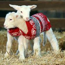 Beautiful Goat Kids In 2020 Christmas Animals Cute Baby Animals Animals