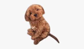 There is a long list of why dogs are such a wonderful companion to have, some of the reasons include their loyal nature, their loving disposition, and protective instincts. Dog Puppy Cute Png Pngs Aesthetic Niche Companion Dog Transparent Png Kindpng