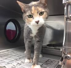 Some people adopt cats from shelters that have already been declawed. Lovely Grandma Calico Kitty Chloe In Declawed Cats Needing Rescue Adoption Facebook