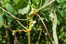Image result for Cuscuta suaveolens