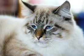 2 in g minor, op. Die 5 Grossten Katzenrassen Der Welt Aus Liebe Zum Haustier