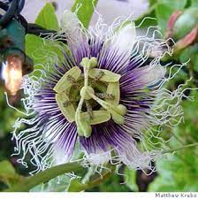We did not find results for: Pin On Flower