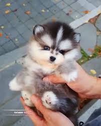 We deliver the #1 teacup puppies in the world. Teacup Pomsky Puppies Video Gifs Funny Pets Videos Cute Pets Videos Funny Animals Videos Cute Animals Videos Funny Dogs Videos Cute Dogs Videos Funny Cats Videos Cute Cats Videos