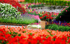 Flowers Garden Wallpapers Google Search Garden Pictures Flower Garden Pictures Flower Garden Images