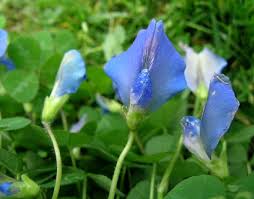 Image result for Parochetus