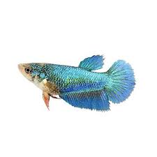 Females 1.5 inches (4 cm.) max normally although specimens that are well cared for or old can be bigger. How Much Are Betta Fish What Do All The Types Cost