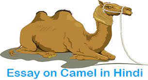 Azclip.net/video/fm6kbly5fuw/video.html camel camel interesting camel interesting facts camel. à¤Š à¤Ÿ à¤ªà¤° à¤¨ à¤¬ à¤§ Essay On Camel In Hindi Hindivyakran