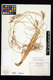 Image result for Fimbristylis quinquangularis