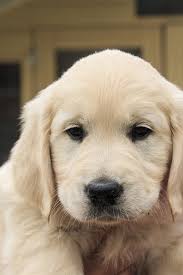 Super cute puppies cute baby dogs cute little puppies cute dogs and puppies cute little animals doggies golden retriever mix retriever puppy golden retrievers. Free Images Nose Golden Retriever Vertebrate Labrador Retriever Adorable Dog Breed Pup Cute Puppy Dog Like Mammal Carnivoran Dog Crossbreeds 3648x5472 598354 Free Stock Photos Pxhere