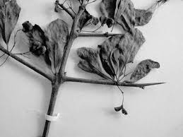 Image result for Gymnosporia tenuispina