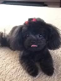 Shihpoo Shih Poo Cute Animals Animals And Pets