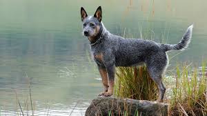 Maybe you would like to learn more about one of these? Australian Cattle Dogs Pet Health Insurance Tips