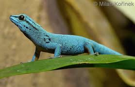 The species is endemic to a small area of tanzania. Image Lygodactylus Williamsi Turquoise Dwarf Gecko Biolib Cz